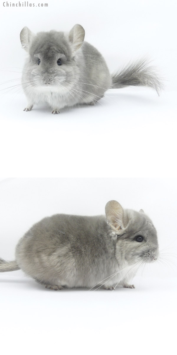 Chinchilla or related item offered for sale or export on Chinchillas.com - 19417 Violet  Royal Persian Angora Female Chinchilla