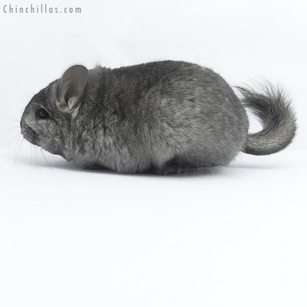Chinchilla or related item offered for sale or export on Chinchillas.com - 19408 Ebony ( Locken Carrier )  Royal Persian Angora Female Chinchilla