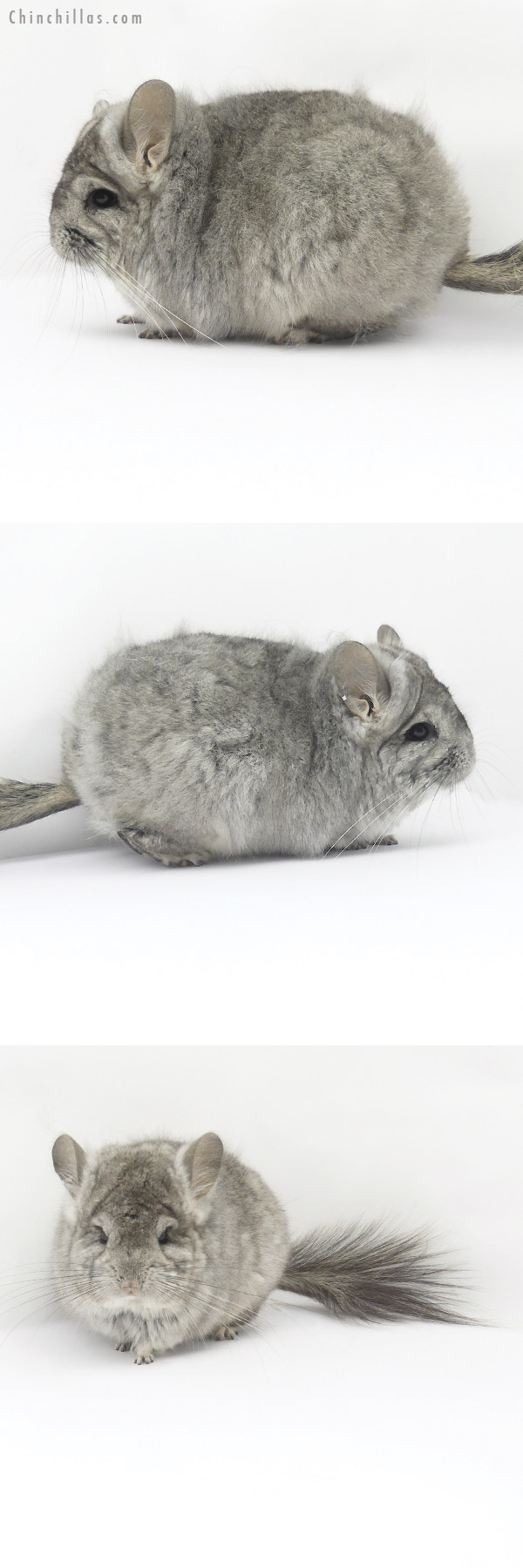 Chinchilla or related item offered for sale or export on Chinchillas.com - 19411 Standard ( Violet Carrier )  Royal Persian Angora Female Chinchilla