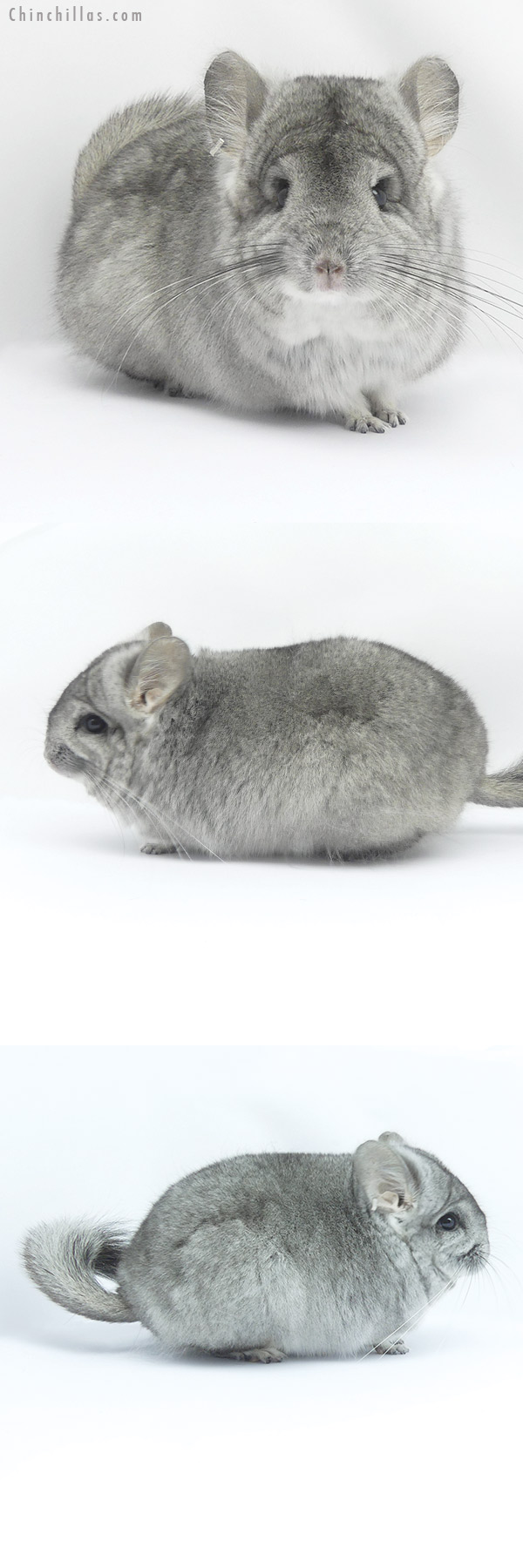 Chinchilla or related item offered for sale or export on Chinchillas.com - 19414 Blocky Mini Standard ( Violet Carrier )  Royal Persian Angora Female Chinchilla