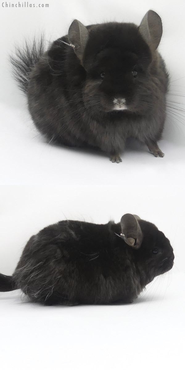 Chinchilla or related item offered for sale or export on Chinchillas.com - 19410 Brevi Type Ebony ( Locken Carrier )  Royal Persian Angora Female Chinchilla