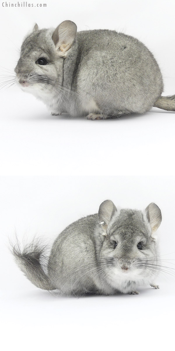 Chinchilla or related item offered for sale or export on Chinchillas.com - 19416 Standard ( Violet Carrier )  Royal Persian Angora Female Chinchilla