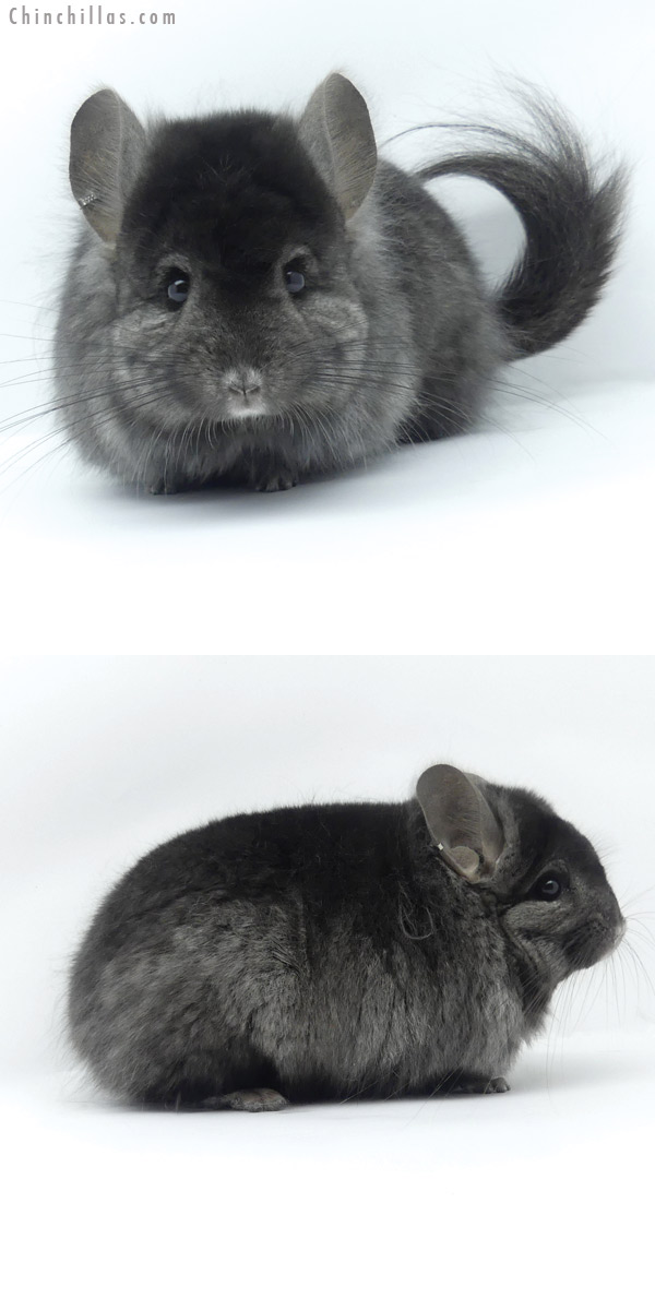 Chinchilla or related item offered for sale or export on Chinchillas.com - 19430 Ebony ( Locken Carrier ) G2  Royal Persian Angora Male Chinchilla