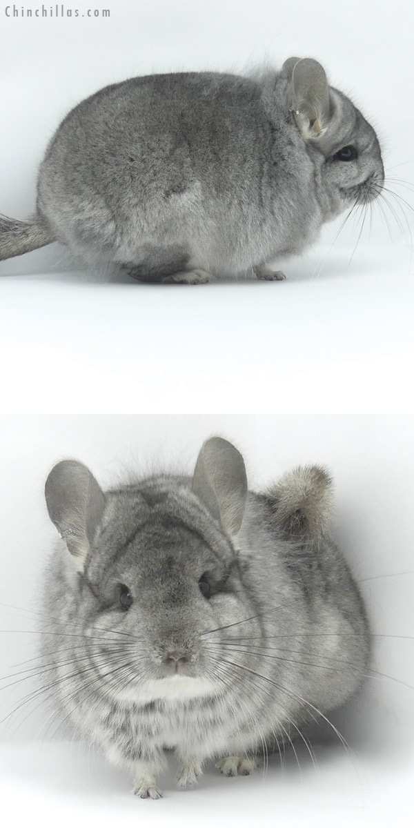 Chinchilla or related item offered for sale or export on Chinchillas.com - 19423 Standard  Royal Persian Angora Female Chinchilla