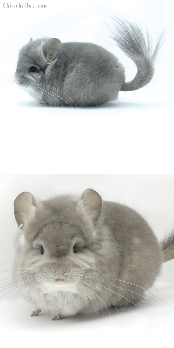 Chinchilla or related item offered for sale or export on Chinchillas.com - 19424 Exceptional Violet  Royal Persian Angora Female Chinchilla