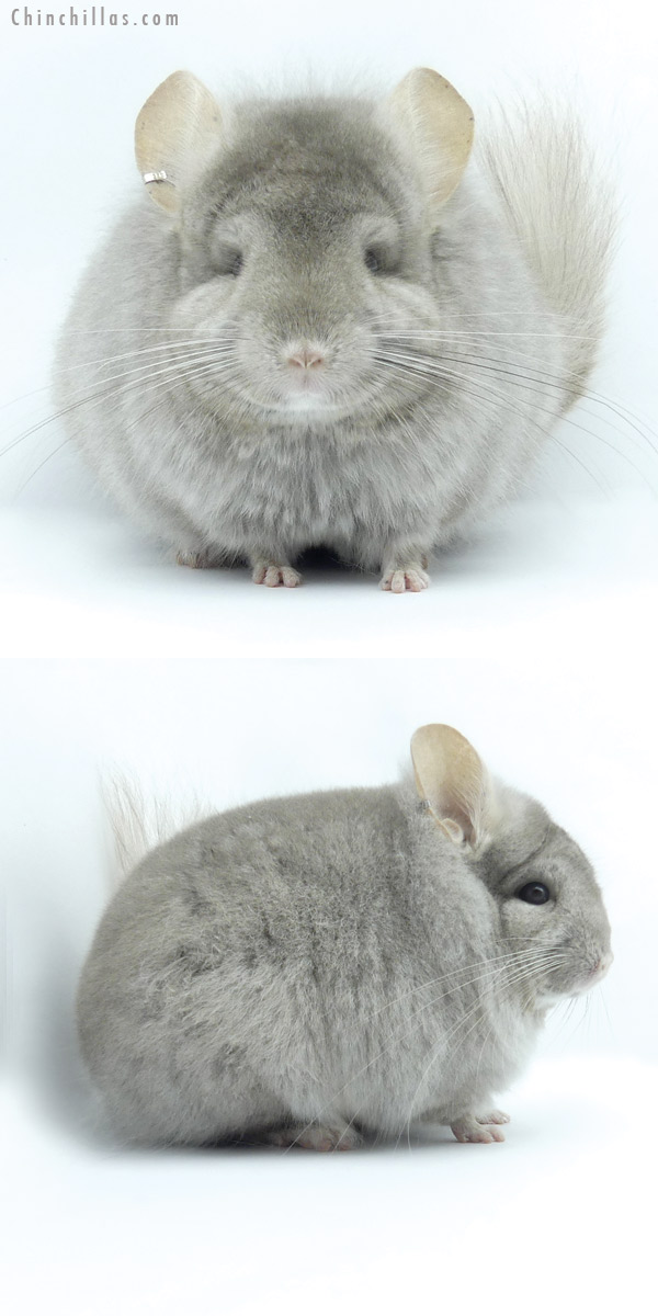 Chinchilla or related item offered for sale or export on Chinchillas.com - 19432 Beige ( Ebony & Locken Carrier )  Royal Persian Angora Male Chinchilla