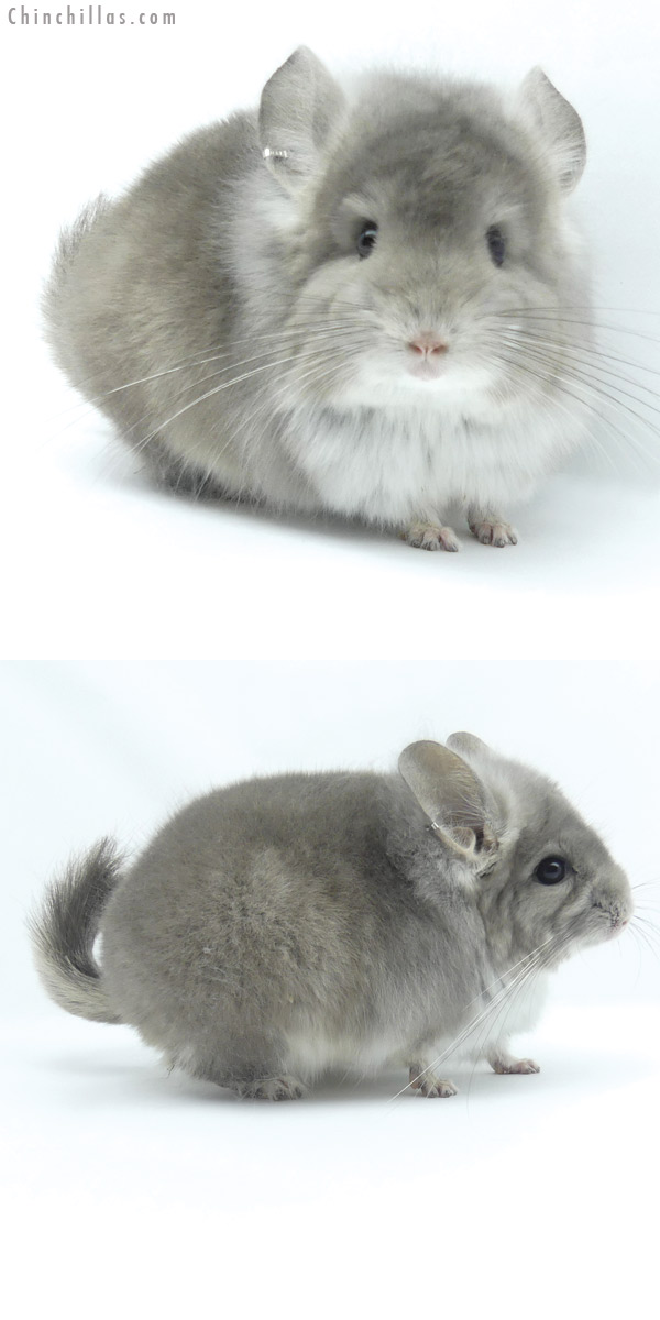 Chinchilla or related item offered for sale or export on Chinchillas.com - 19437 Violet  Royal Persian Angora Male Chinchilla