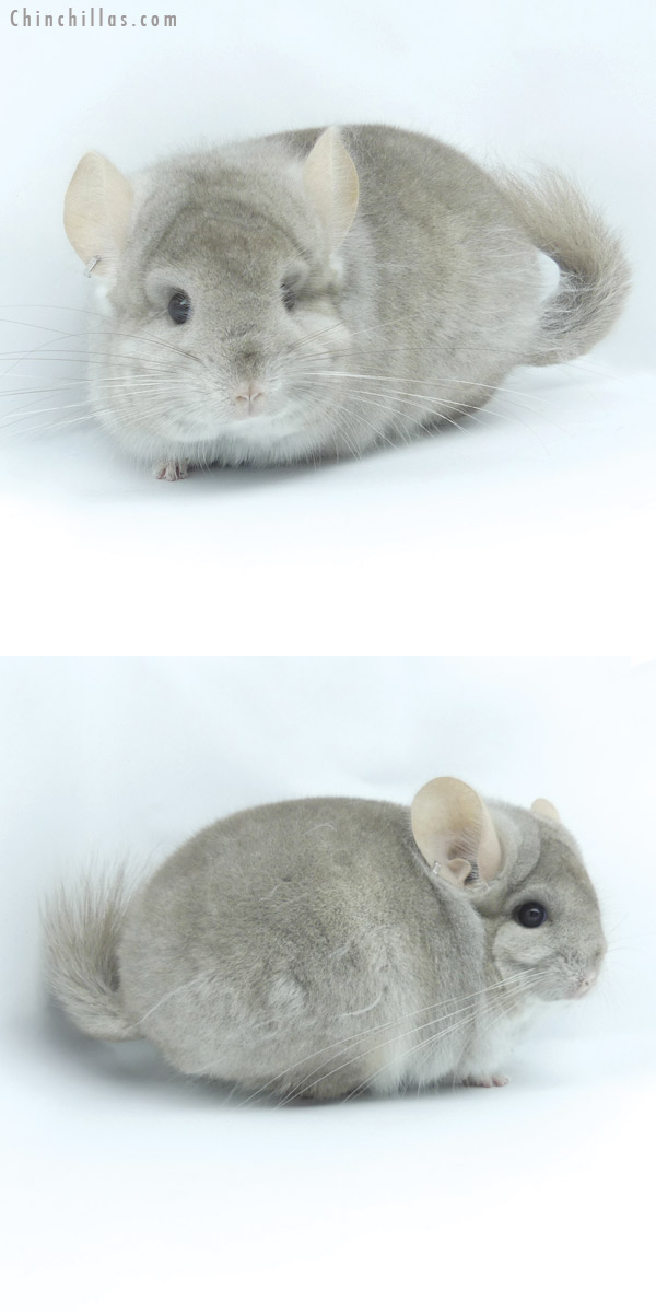 Chinchilla or related item offered for sale or export on Chinchillas.com - 19422 Beige  Royal Persian Angora Male Chinchilla