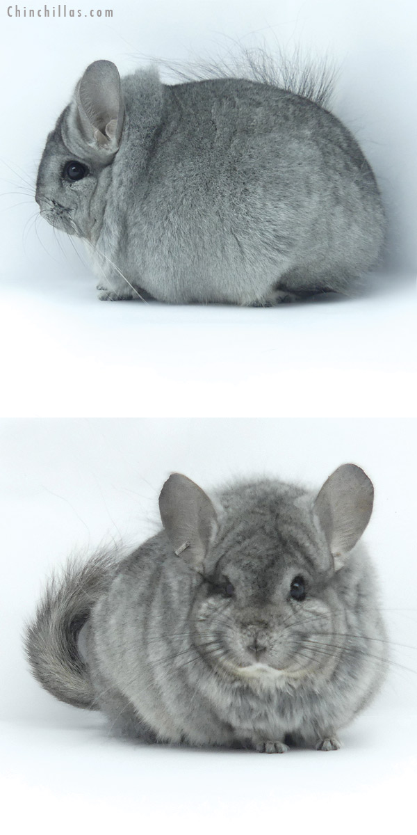 Chinchilla or related item offered for sale or export on Chinchillas.com - 19426 Standard ( Ebony & Locken Carrier )  Royal Persian Angora Male Chinchilla