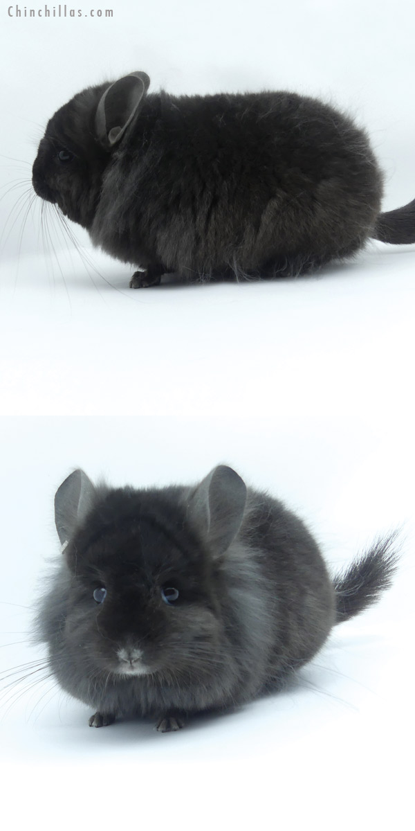 Chinchilla or related item offered for sale or export on Chinchillas.com - 19436 Ebony ( Locken Carrier )  Royal Persian Angora Male Chinchilla