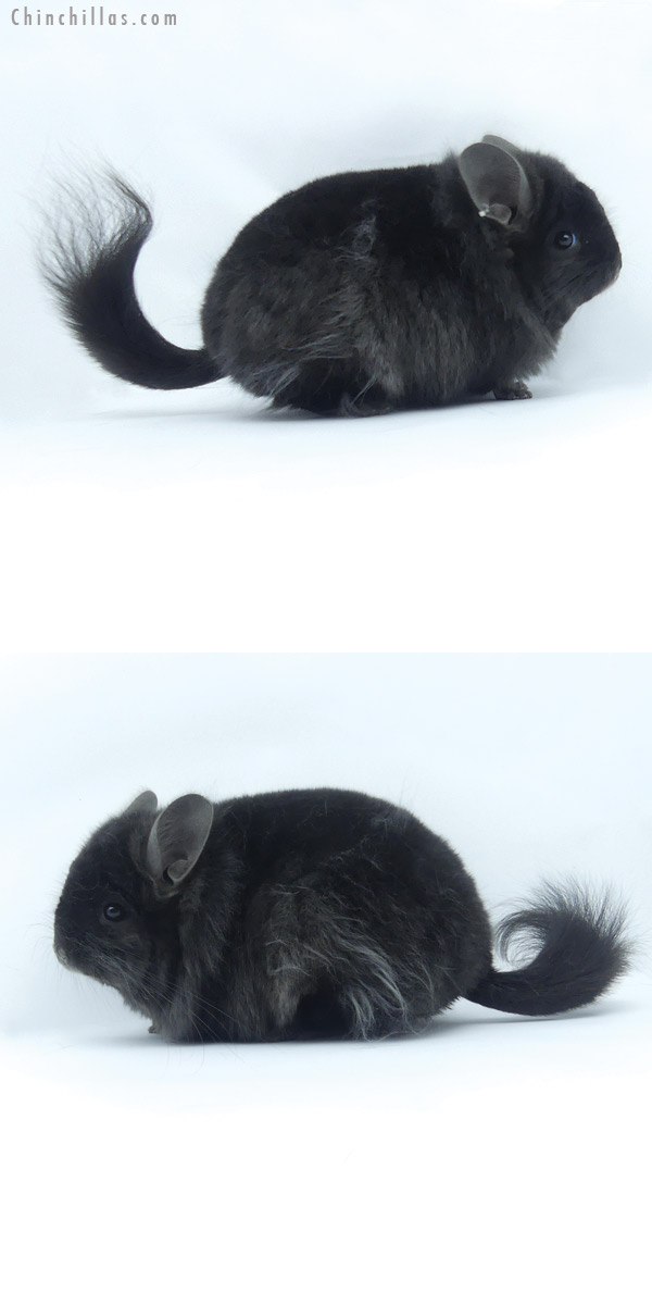 Chinchilla or related item offered for sale or export on Chinchillas.com - 19431 Blocky Ebony  Royal Persian Angora Male Chinchilla