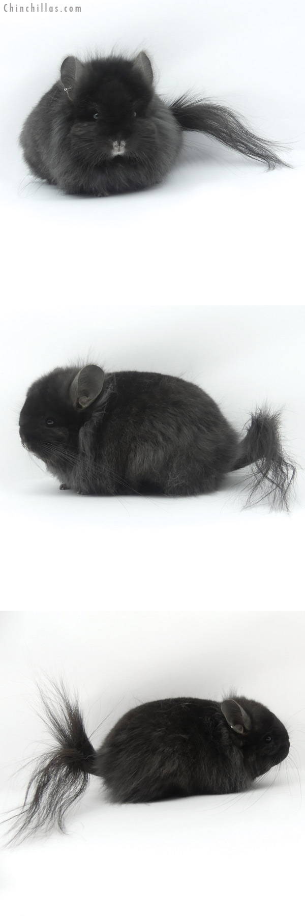 Chinchilla or related item offered for sale or export on Chinchillas.com - 19419 Exceptional Blocky Brevi Type Ebony G2  Royal Persian Angora Female Chinchilla