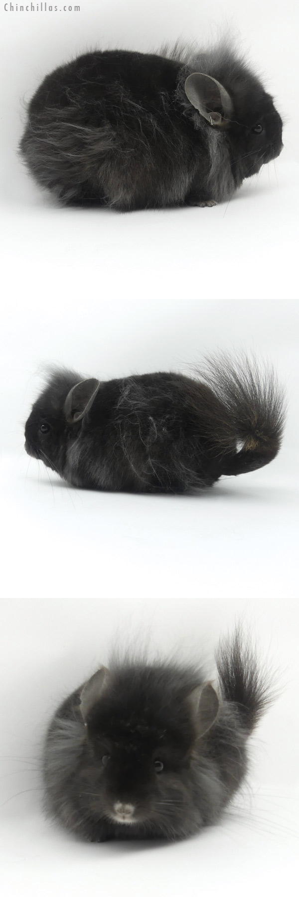 Chinchilla or related item offered for sale or export on Chinchillas.com - 19421 Exceptional Ebony G3  Royal Persian Angora Female Chinchilla