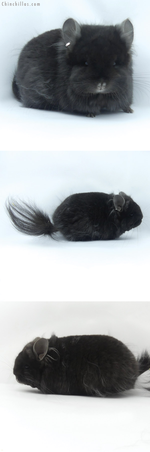 Chinchilla or related item offered for sale or export on Chinchillas.com - 19420 Exceptional Blocky Brevi Type Ebony ( Locken Carrier ) G2  Royal Persian Angora Female Chinchilla