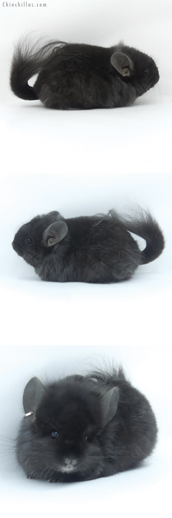 Chinchilla or related item offered for sale or export on Chinchillas.com - 19418 Exceptional Ebony ( Locken Carrier ) G2  Royal Persian Angora Female Chinchilla