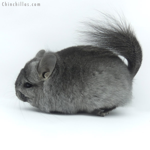 Chinchilla or related item offered for sale or export on Chinchillas.com - 19443 Blocky Heterozygous Ebony ( Locken Carrier )  Royal Persian Angora Female Chinchilla