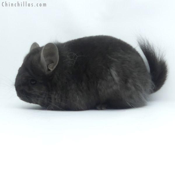 Chinchilla or related item offered for sale or export on Chinchillas.com - 19446 Ebony ( Locken Carrier )  Royal Persian Angora Female Chinchilla