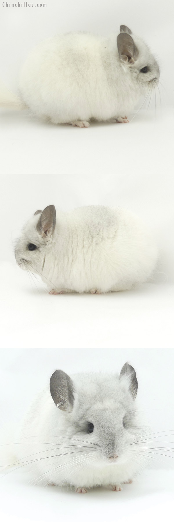 Chinchilla or related item offered for sale or export on Chinchillas.com - 19448 White Mosaic  Royal Persian Angora Female Chinchilla