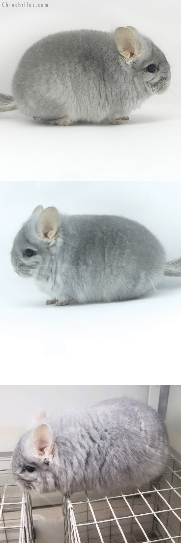Chinchilla or related item offered for sale or export on Chinchillas.com - 19442 Exceptional Sapphire  Royal Persian Angora Male Chinchilla