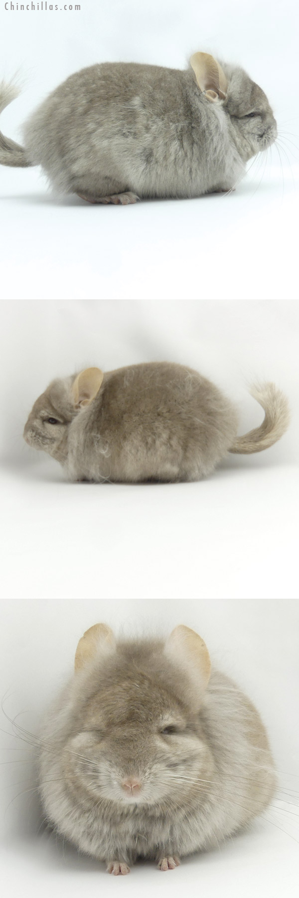 Chinchilla or related item offered for sale or export on Chinchillas.com - 19428 Tan ( Locken Carrier )  Royal Persian Angora Male Chinchilla