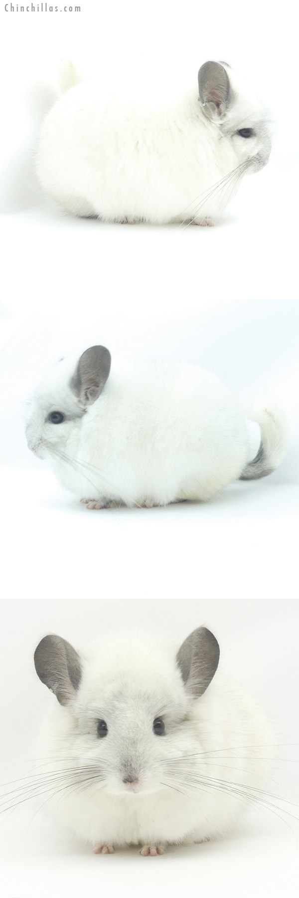 Chinchilla or related item offered for sale or export on Chinchillas.com - 19407 Blocky Predominantly White  Royal Persian Angora Male Chinchilla