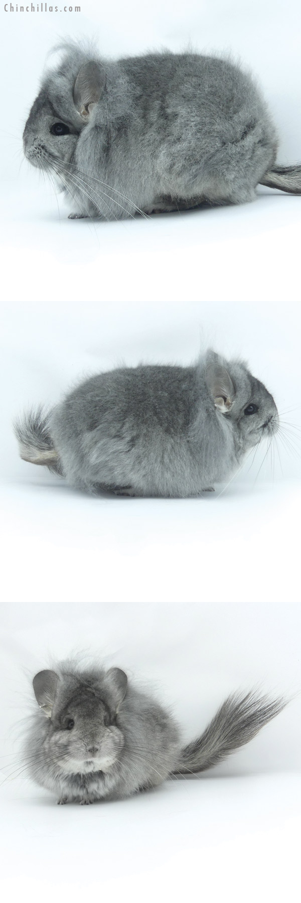 Chinchilla or related item offered for sale or export on Chinchillas.com - 19447 Exceptional Standard G3  Royal Persian Angora Female Chinchilla