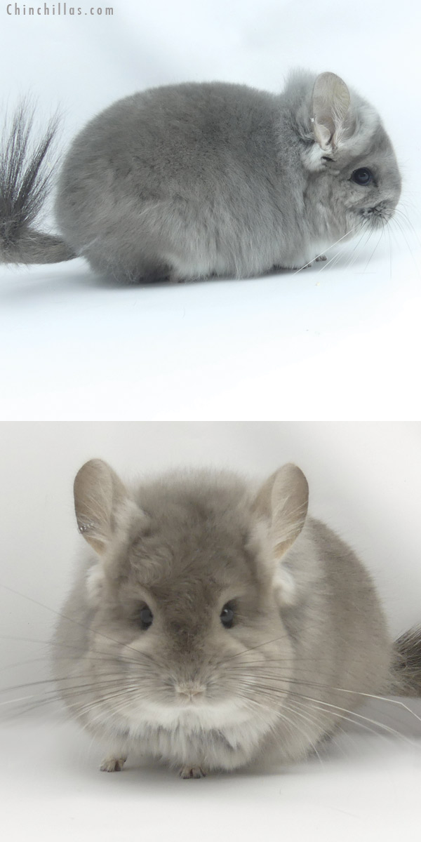 Chinchilla or related item offered for sale or export on Chinchillas.com - 19453 Violet  Royal Persian Angora Female Chinchilla