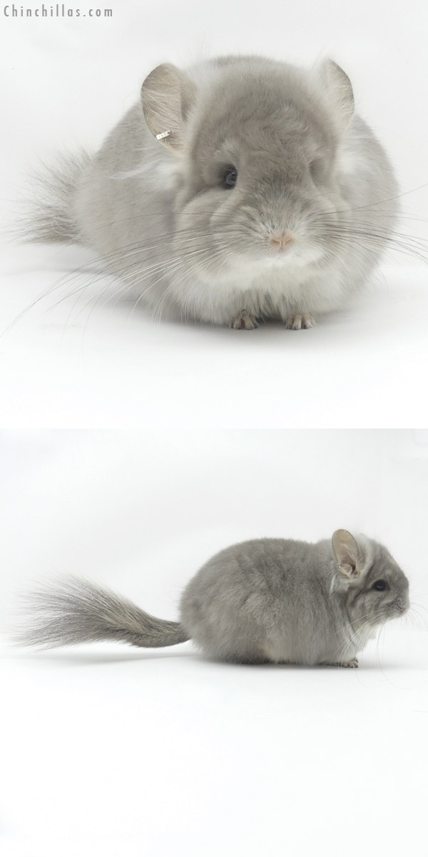 Chinchilla or related item offered for sale or export on Chinchillas.com - 19451 Exceptional Violet  Royal Persian Angora Female Chinchilla