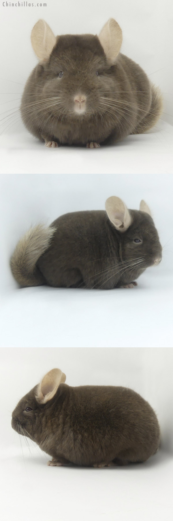 Chinchilla or related item offered for sale or export on Chinchillas.com - 19463 Premium Production Quality Dark Tan Female Chinchilla