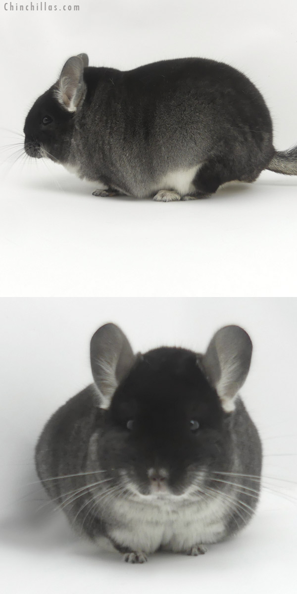 Chinchilla or related item offered for sale or export on Chinchillas.com - 19457 Large Herd Improvement Quality Black Velvet Male Chinchilla