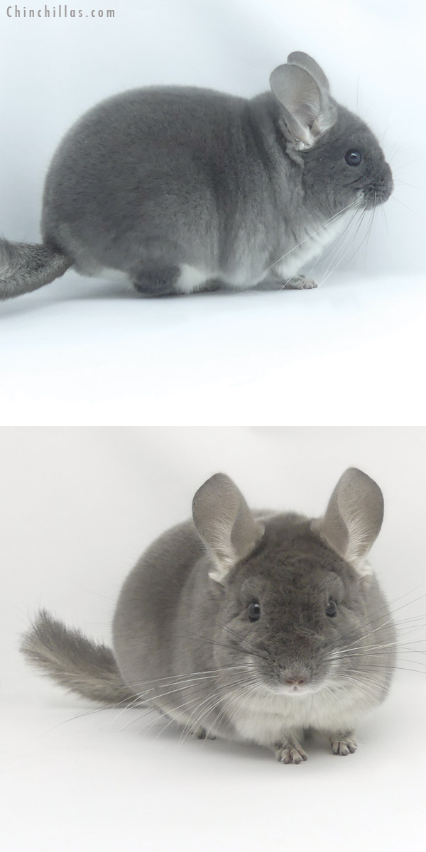 Chinchilla or related item offered for sale or export on Chinchillas.com - 19455 Top Show Quality TOV Violet ( Sapphire Carrier ) Male Chinchilla