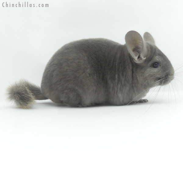 Chinchilla or related item offered for sale or export on Chinchillas.com - 19465 Large Show Quality Wrap Around Violet Female Chinchilla