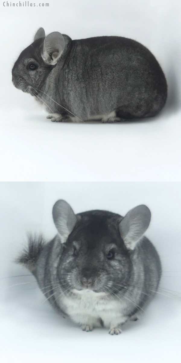 Chinchilla or related item offered for sale or export on Chinchillas.com - 19466 Blocky Premium Production Quality Standard Female Chinchilla