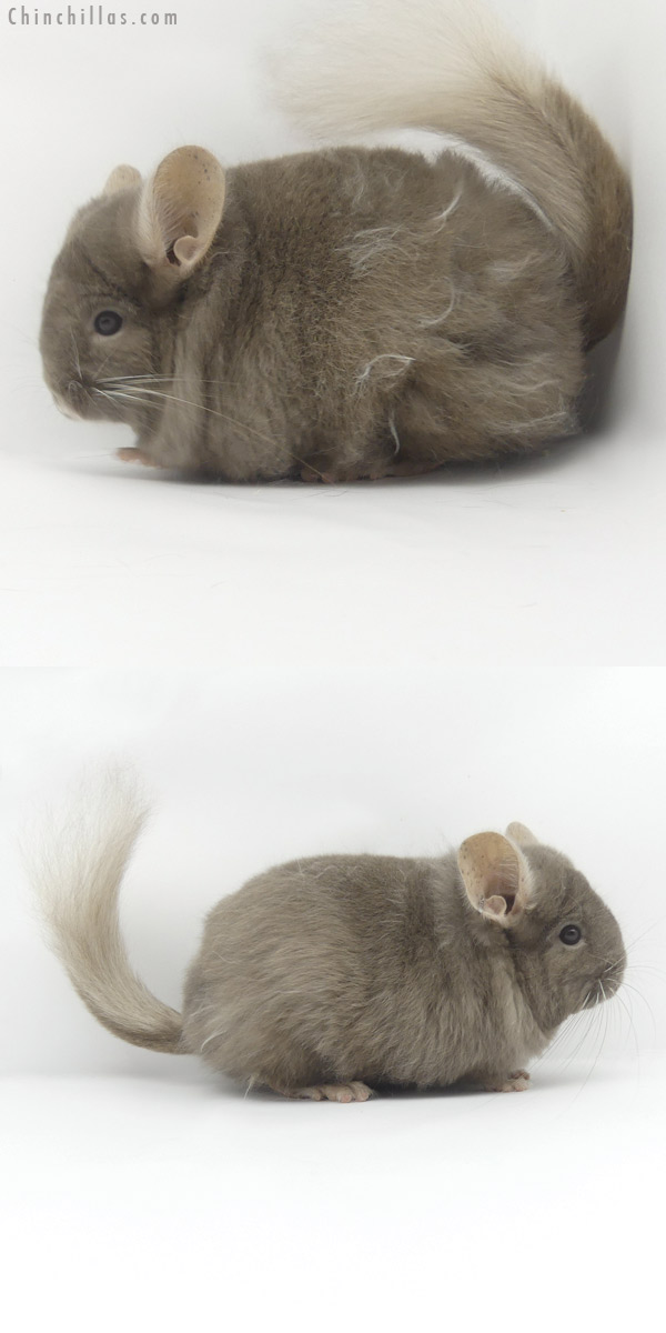 Chinchilla or related item offered for sale or export on Chinchillas.com - 19449 Exceptional Blocky Tan ( Locken Carrier ) G2  Royal Persian Angora Female Chinchilla