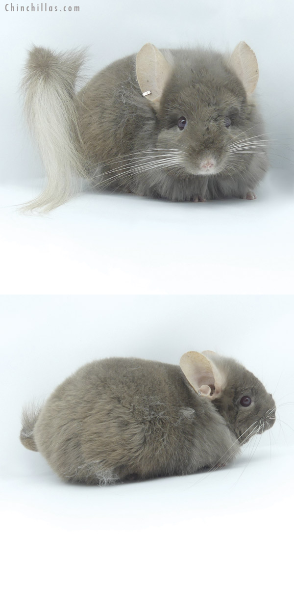 Chinchilla or related item offered for sale or export on Chinchillas.com - 19460 Tan ( Locken Carrier )  Royal Persian Angora Male Chinchilla