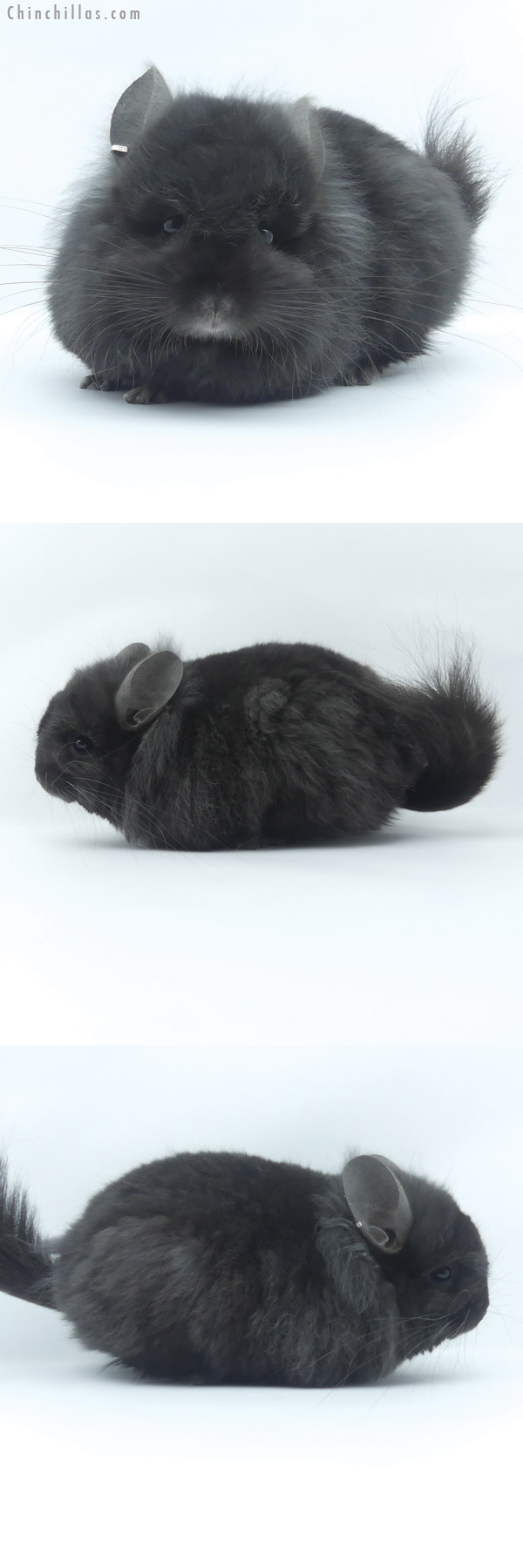 Chinchilla or related item offered for sale or export on Chinchillas.com - 19461 Exceptional Ebony ( Locken Carrier ) Royal Persian Angora Male Chinchilla