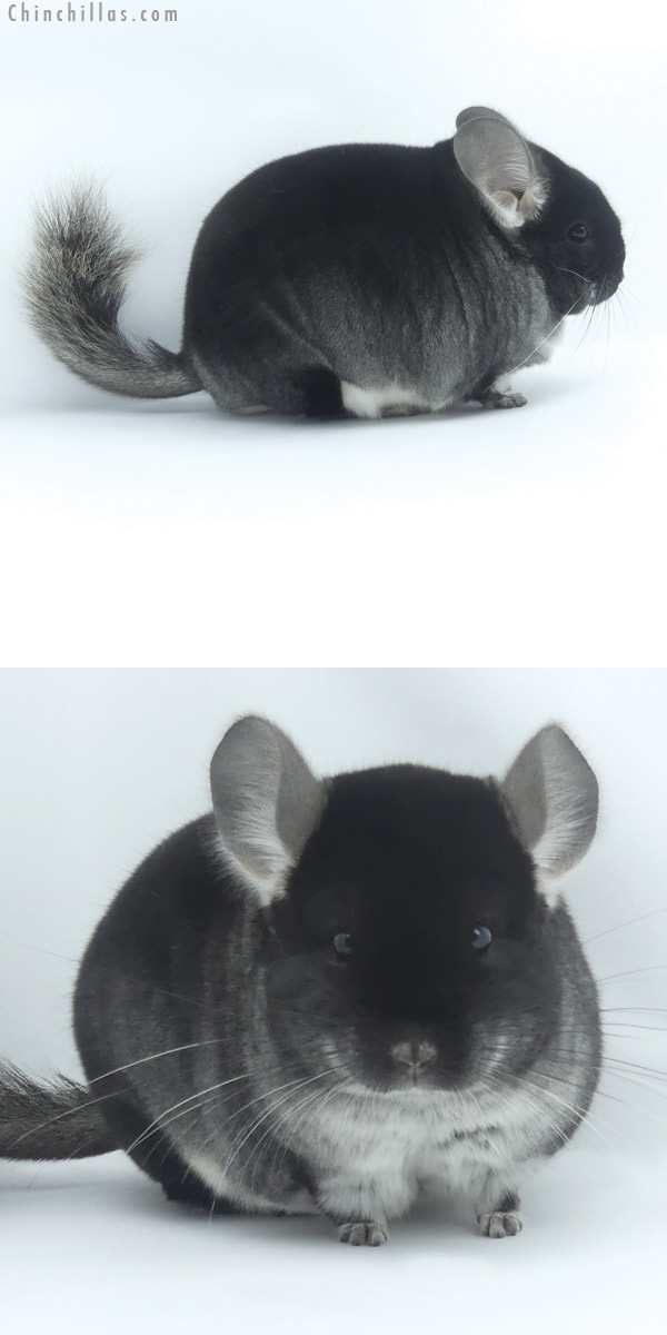 Chinchilla or related item offered for sale or export on Chinchillas.com - 19456 Blocky Herd Improvement Quality Black Velvet Male Chinchilla