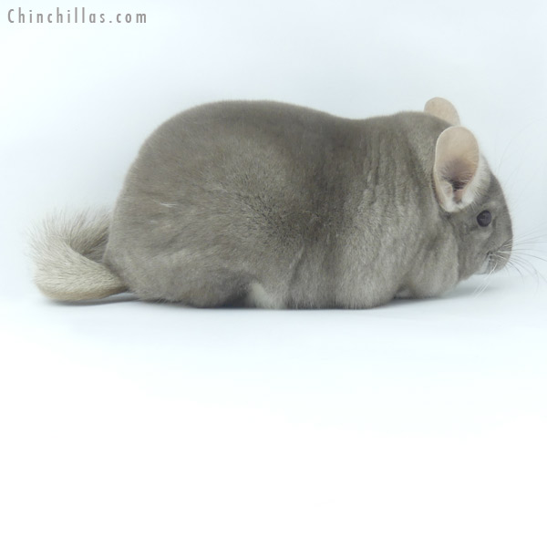 Chinchilla or related item offered for sale or export on Chinchillas.com - 19467 Large Blocky Premium Production Quality Beige Female Chinchilla