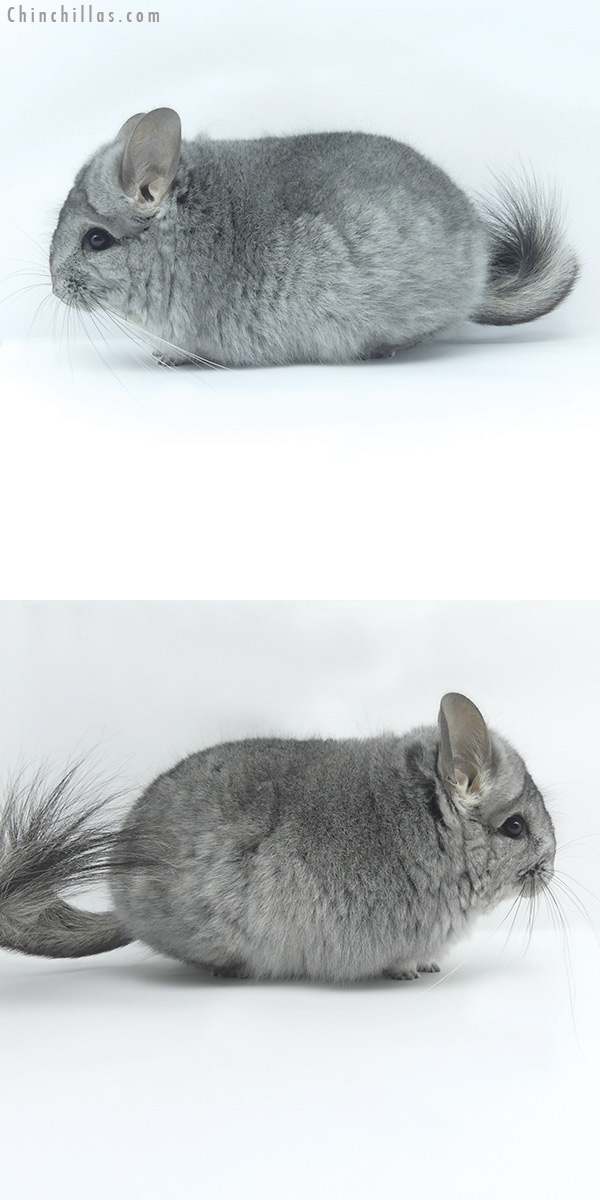 Chinchilla or related item offered for sale or export on Chinchillas.com - 19452 Mini Standard ( Violet Carrier )  Royal Persian Angora Female Chinchilla
