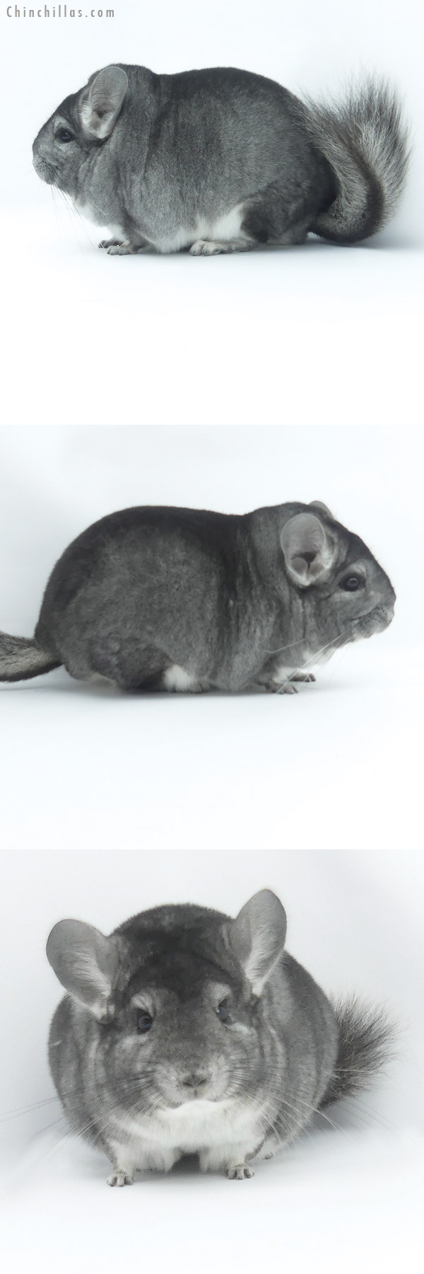 Chinchilla or related item offered for sale or export on Chinchillas.com - 19475 Large Blocky Premium Production Quality Standard Female Chinchilla