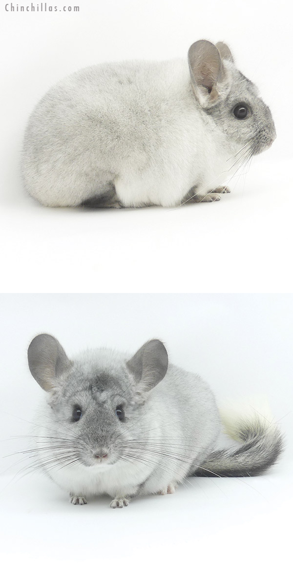 Chinchilla or related item offered for sale or export on Chinchillas.com - 19474 Show Quality Silver Mosaic Female Chinchilla