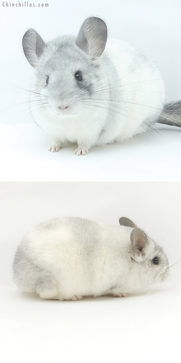 Chinchilla or related item offered for sale or export on Chinchillas.com - 19473 Show Quality White Mosaic Female Chinchilla