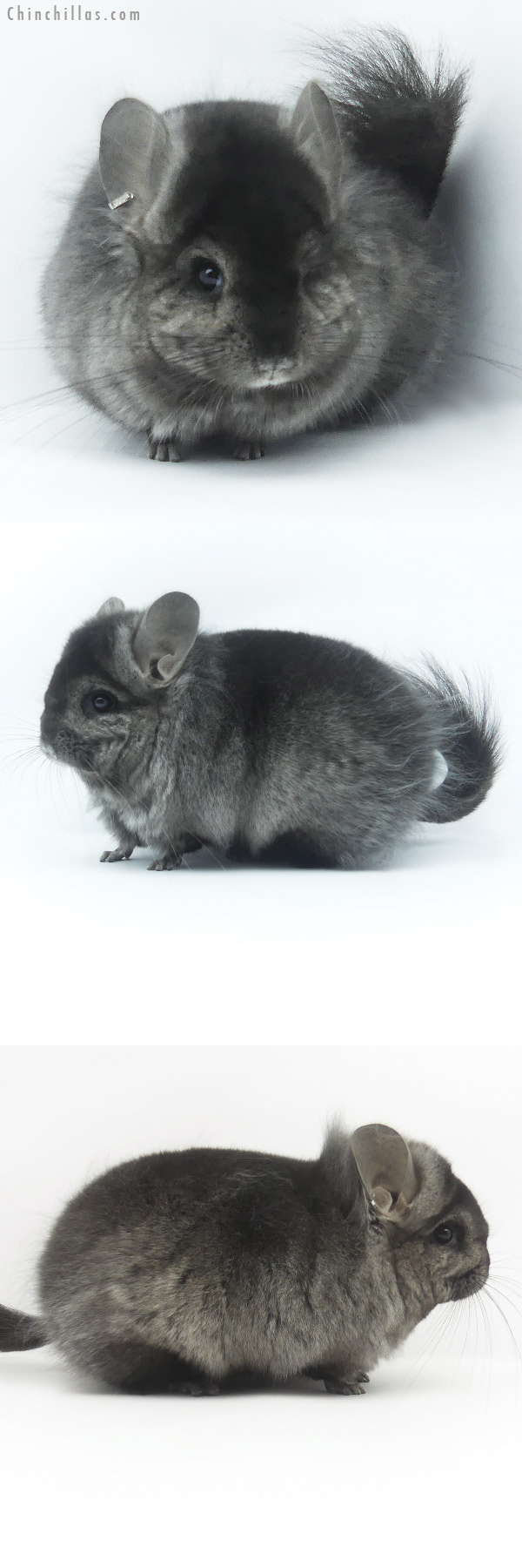Chinchilla or related item offered for sale or export on Chinchillas.com - 19476 Ebony ( Locken Carrier )  Royal Persian Angora Female Chinchilla