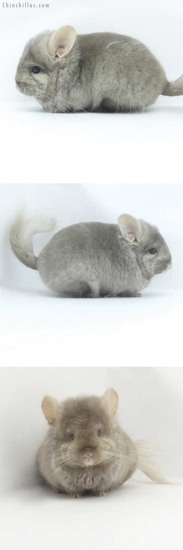 Chinchilla or related item offered for sale or export on Chinchillas.com - 19502 Tan  Royal Persian Angora Female Chinchilla