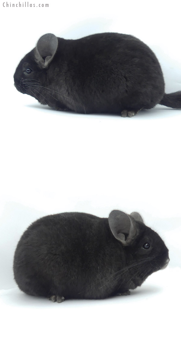 Chinchilla or related item offered for sale or export on Chinchillas.com - 19513 Large Premium Production Quality Ebony Female Chinchilla