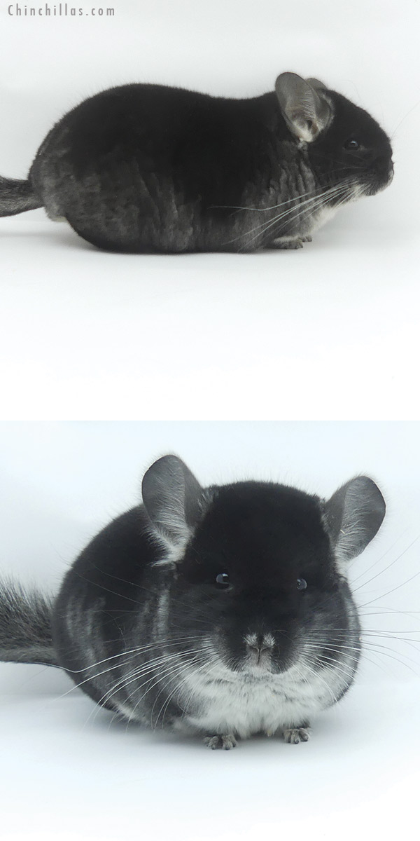 Chinchilla or related item offered for sale or export on Chinchillas.com - 19509 Herd Improvement Quality Black Velvet Male Chinchilla