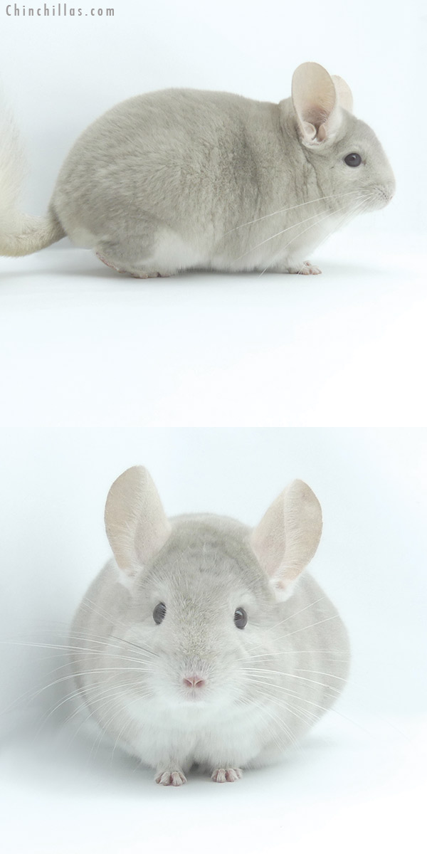 Chinchilla or related item offered for sale or export on Chinchillas.com - 19486 Top Show Quality Beige / Violet Male Chinchilla