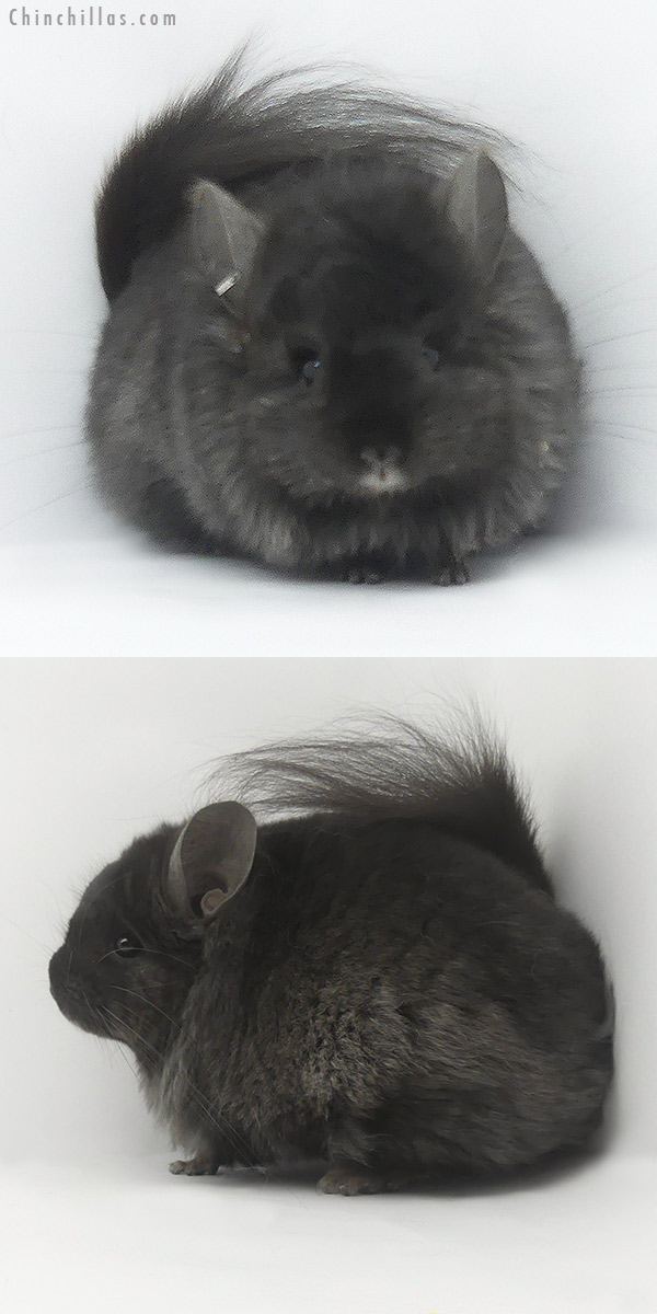 Chinchilla or related item offered for sale or export on Chinchillas.com - 19498 Ebony ( Locken Carrier )  Royal Persian Angora Female Chinchilla