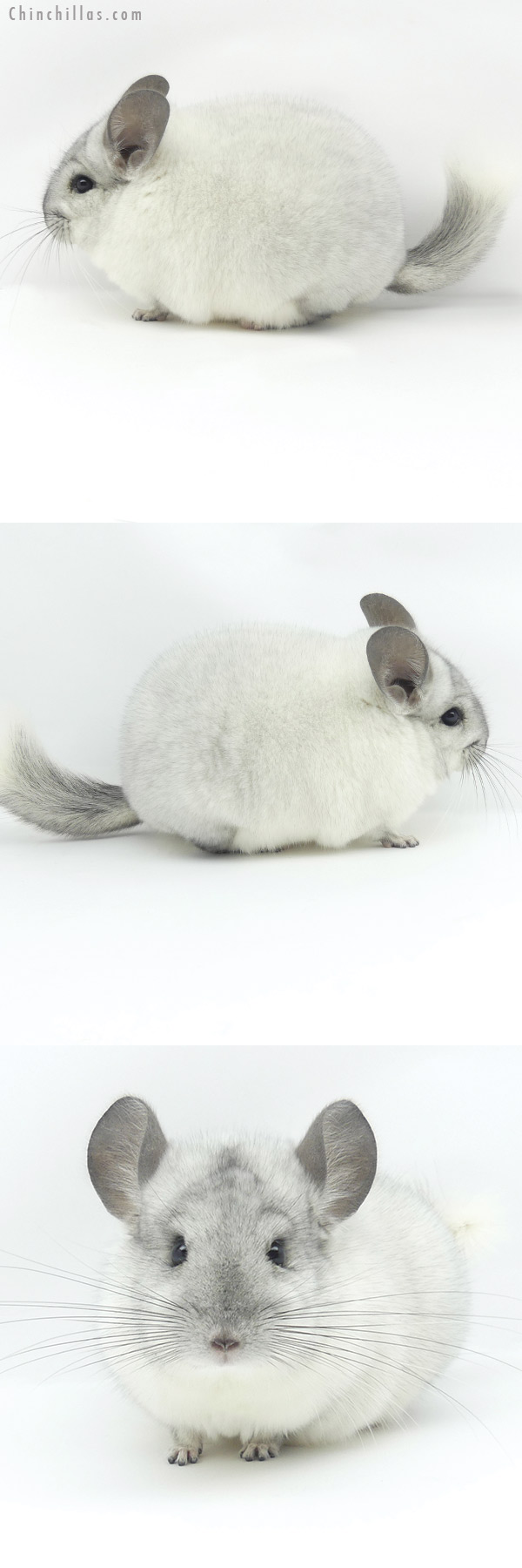 Chinchilla or related item offered for sale or export on Chinchillas.com - 20003 Blocky Herd Improvement Quality White Mosaic Male Chinchilla