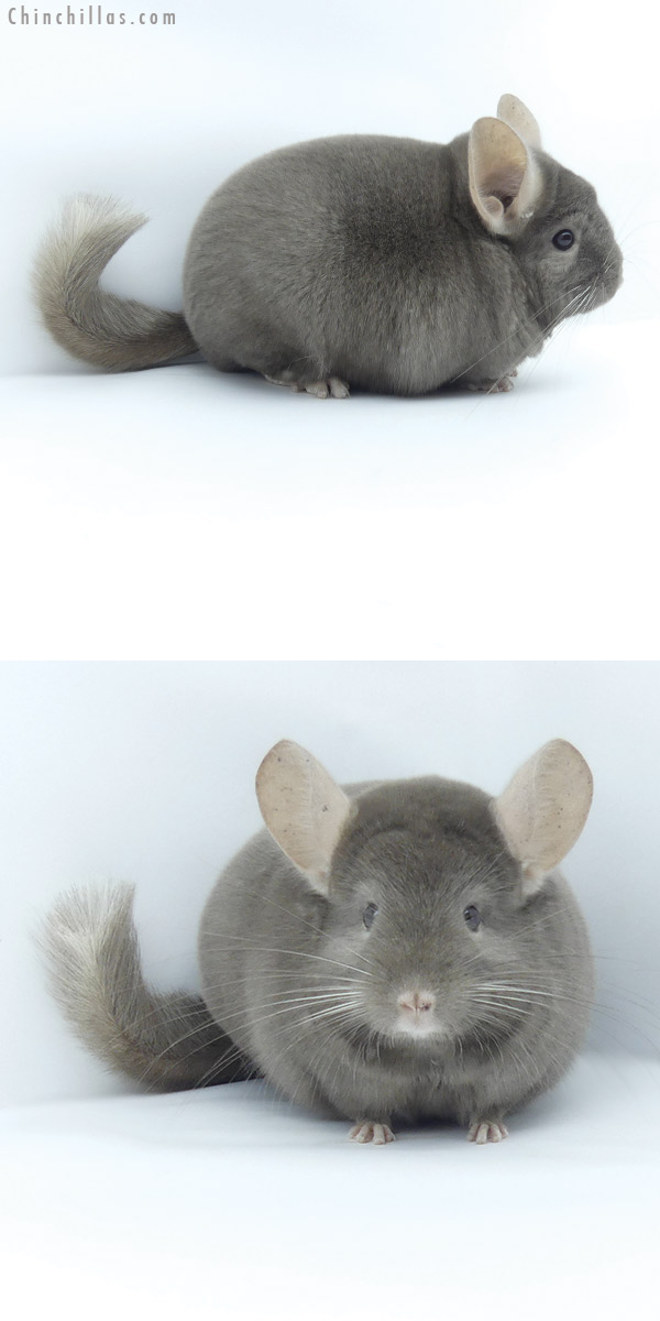 Chinchilla or related item offered for sale or export on Chinchillas.com - 20004 Top Show Quality Tan Male Chinchilla